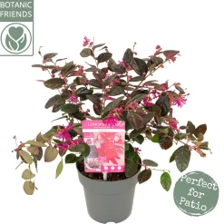 ohgreen Rode franjeboom