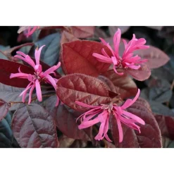 ohgreen Rode franjeboom