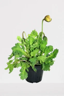 ohgreen Rode klaproos p14