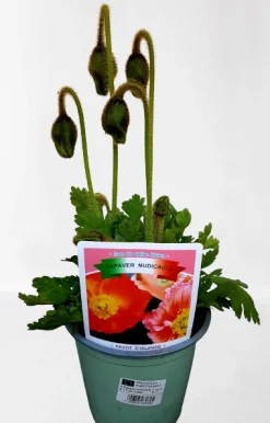 ohgreen Rode klaproos p14