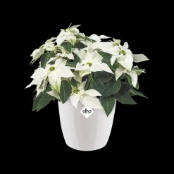 ohgreen Rond diamond 16cm