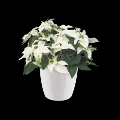 ohgreen Rond diamond 22cm