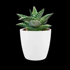 ohgreen Rond mini 7cm