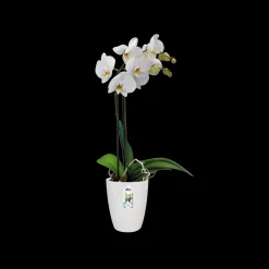 ohgreen Rond orchidee 12,5cm