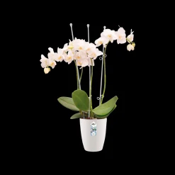ohgreen Rond orchidee 12,5cm