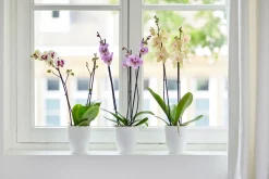 ohgreen Rond orchidee 12,5cm