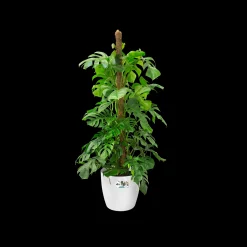 ohgreen Rond wielen 47cm