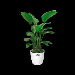 ohgreen Rond wielen 47cm