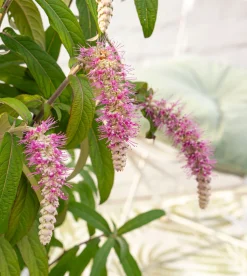 ohgreen Rostrinucula dependens ( Hangende buddleja -