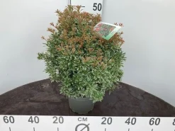 ohgreen Rotsheide p19