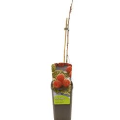 ohgreen Rubus idaeus malling promise