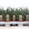 ohgreen Sansevieria ( Vrouwentong )