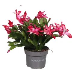 ohgreen Schlumbergera rood ( Lidcactus )