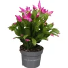 ohgreen Schlumbergera roze ( Lidcactus )