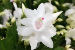 ohgreen Schlumbergera wit