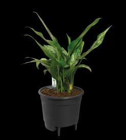 ohgreen SELF-WATERING INSERT 44CM LIVING BLACK