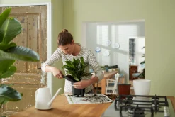 ohgreen SELF-WATERING INSERT 28CM LIVING BLACK