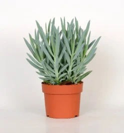 ohgreen Senecio Mount Everest ( Senecio Ficoides )