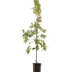 ohgreen Sierappel malus professor sprenger laagstam