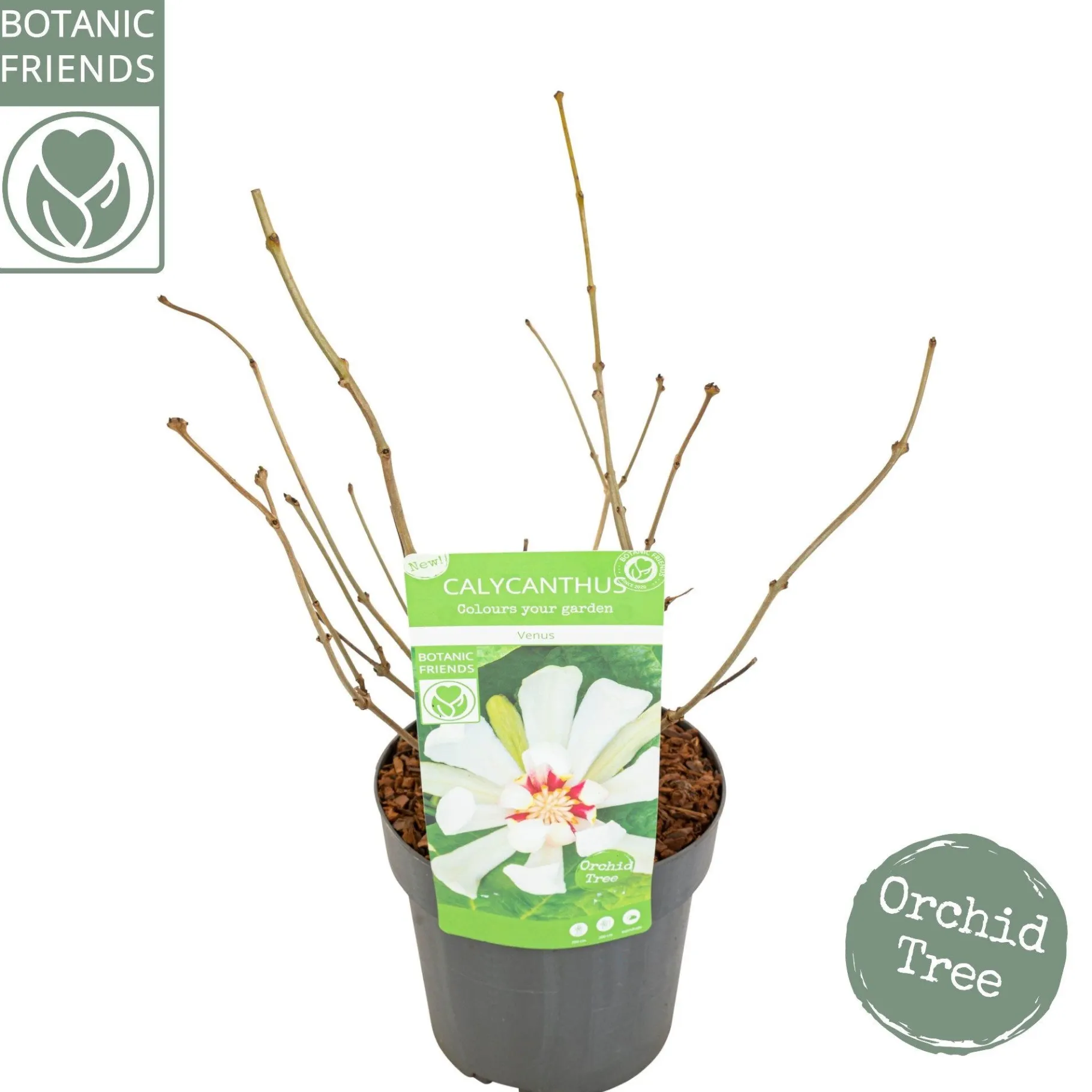 ohgreen Sinocalycanthus chinensis Venus