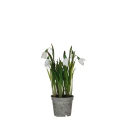 ohgreen Sneeuwklokje in witte plastic pot - h24xd8,5cm