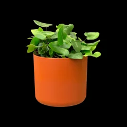 ohgreen SOFT ROND 16CM BRIQUE