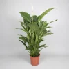 ohgreen Spathiphyllum 'sweet sebastiano' (lepelplant)