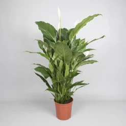 ohgreen Spathiphyllum 'sweet sebastiano' (lepelplant)