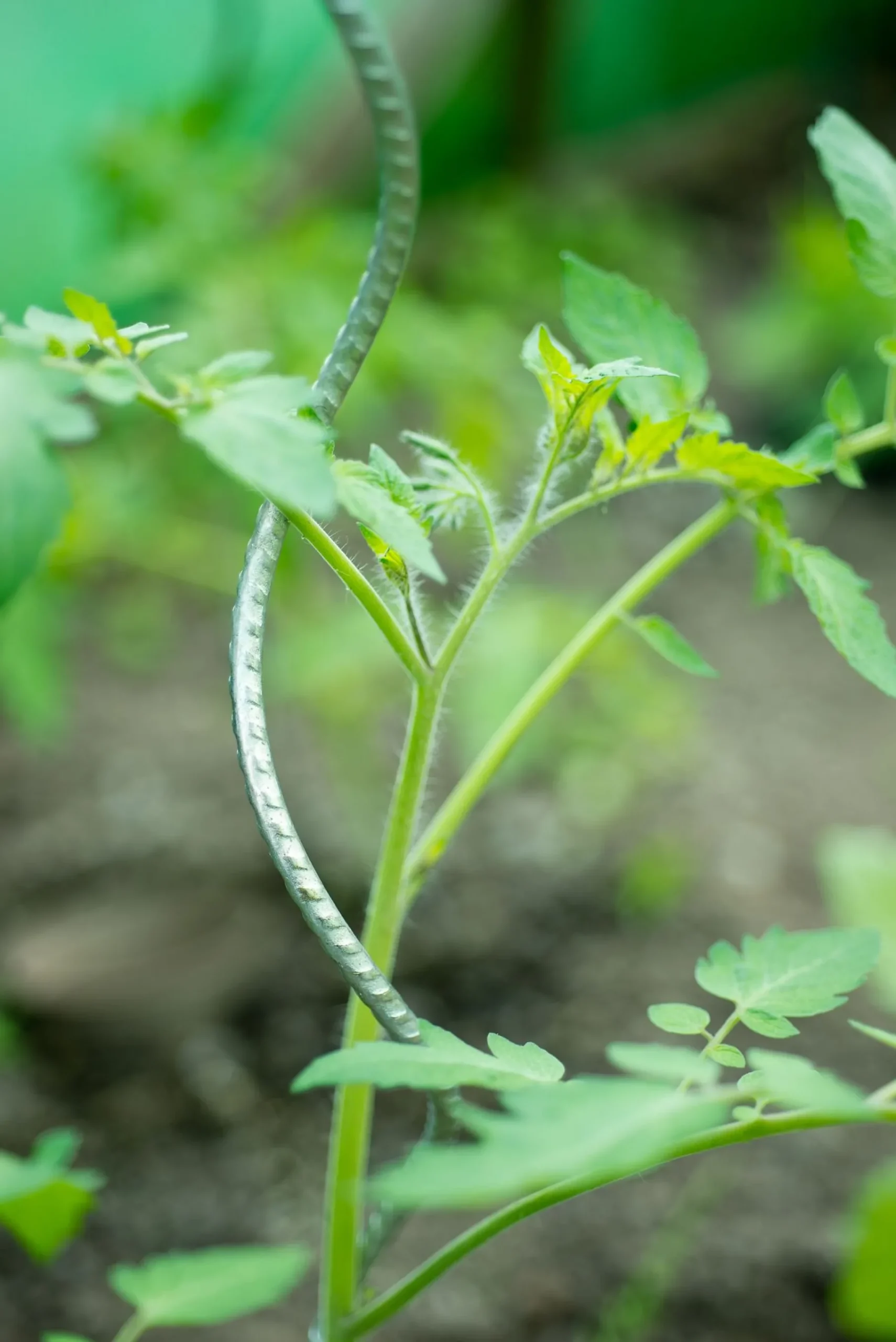 ohgreen Spiraalvormige plantensteun