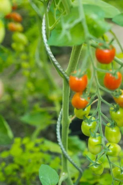 ohgreen Spiraalvormige plantensteun