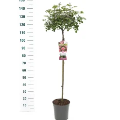 ohgreen Stamroos Rosa 'Bonita' Renaissance