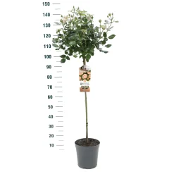 ohgreen Stamroos Rosa 'Gartnerprinzessin Marie-josé