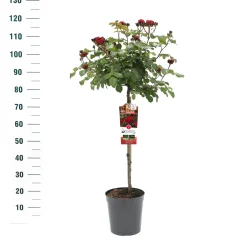 ohgreen Stamroos Rosa 'Red Leonardo da Vinci'