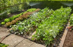 ohgreen Startset voor bloembedden of moestuin