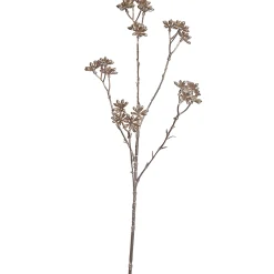 ohgreen Steranjs 62cm champagne