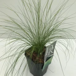 ohgreen Stipa tenuissima Ponytails