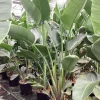 ohgreen Strelitzia nicolai
