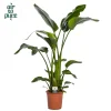 ohgreen Strelitzia nicolai