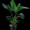 ohgreen Strelitzia Nicolai p24