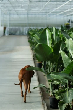 ohgreen Strelitzia Nicolai p24