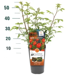 ohgreen Struikroos Rosa 'Our Last Summer'