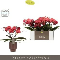 ohgreen Tablo spritz emilia brown