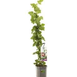 ohgreen Tayberry 150 cm - kruising braam-framboos