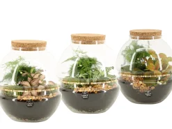 ohgreen Terrarium arrangement