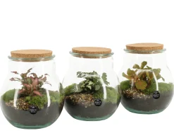 ohgreen Terrarium arrangement