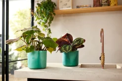 ohgreen The Ocean Collection 14cm Pacific green