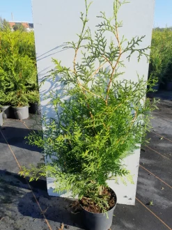 ohgreen Thuja occidentalis Brabant ( Levensboom )