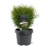 ohgreen Thuja occidentalis 'Tiny Tim'