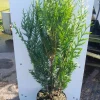 ohgreen Thuja plicata Atrovirens ( Reuzenlevensboom )