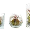 ohgreen Tillandsia glas mix (luchtplantje)